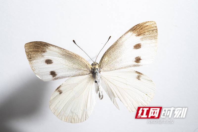 46BAAD47-56DD-4857-88D4-74CA0A182915.jpeg